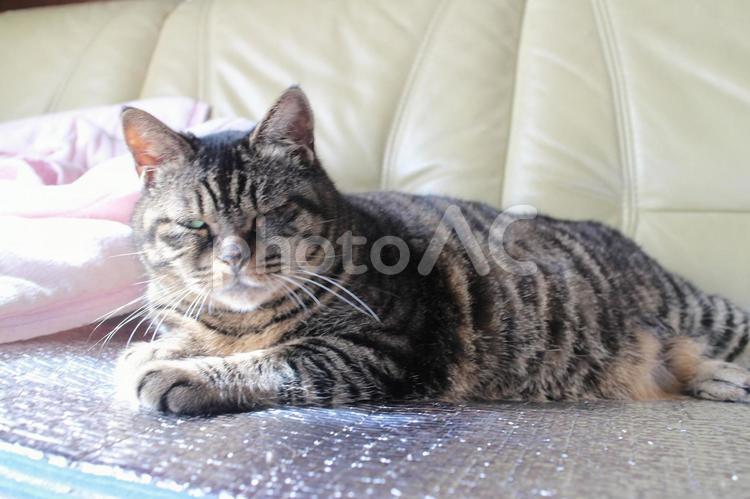 寛ぐチャコちゃん　その１ 猫,ネコ,ねこの写真素材