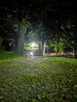 散歩道 自然,草,天然の写真素材