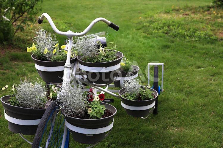 森のガーデン‐三輪車鉢植え花壇 三輪車,鉢植え,寄せ植えの写真素材