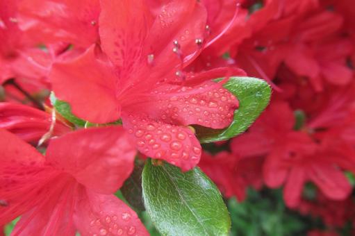 花びらに雨粒が残る赤いツツジの花 花びらに雨粒が残る赤いツツジの花 ツツジ,花,植物の写真素材