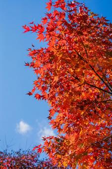 紅葉の写真