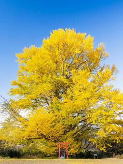 白幡のいちょう⒂ イチョウ,黄葉,晩秋の写真素材