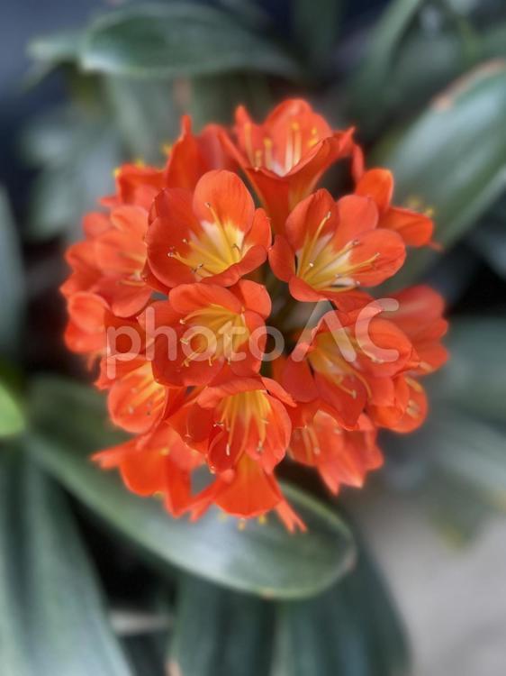 生活を彩る花たち　クンシラン クンシラン,オレンジ,花の写真素材