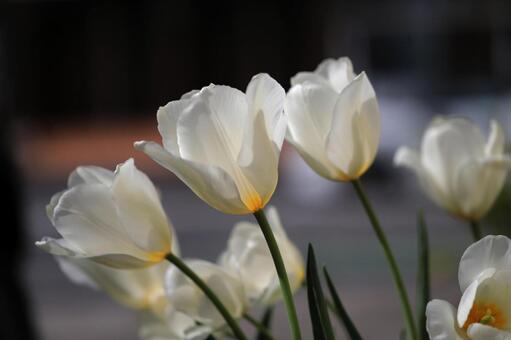 チューリップ チューリップ,春,カラフルの写真素材