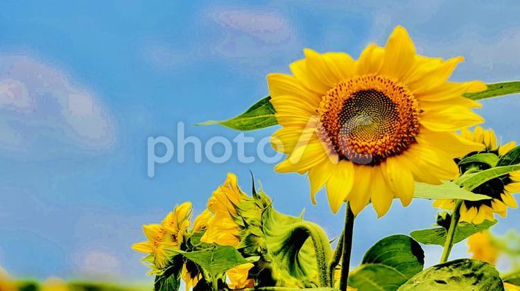 夏の開放感のイメージ ひまわり,向日葵,夏の写真素材