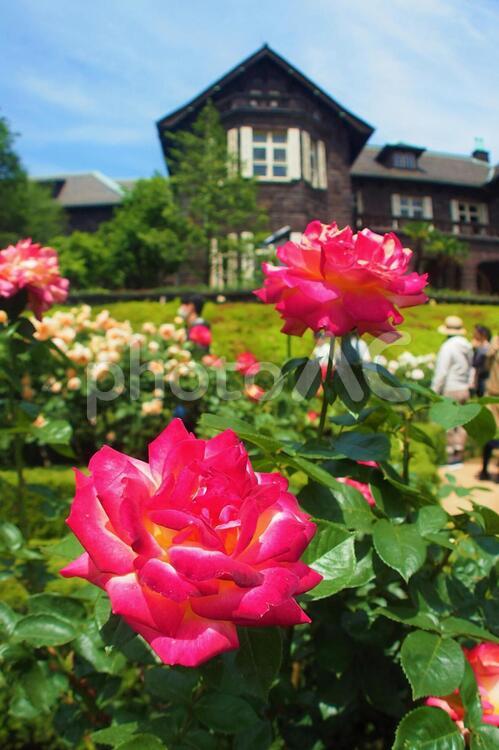 洋館とバラ園（古河庭園） 旧古河庭園,洋館,バラの写真素材