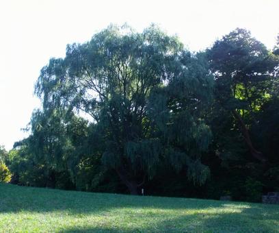函館・見晴し公園の柳の木 函館・見晴し公園の柳の木 見晴し公園,函館,公園の写真素材