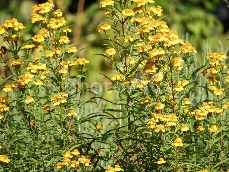 黄色の草花の風景 花,植物,黄色の写真素材