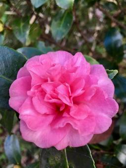 山茶花 山茶花の写真