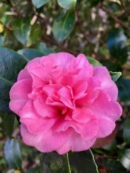 Mountain tea flower, JPG