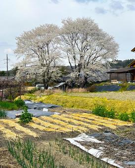 桜の木 桜の木 桜,木,花の写真素材
