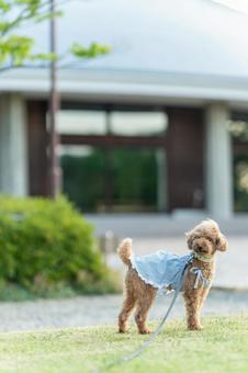 Toy poodle walking in a summer park, JPG