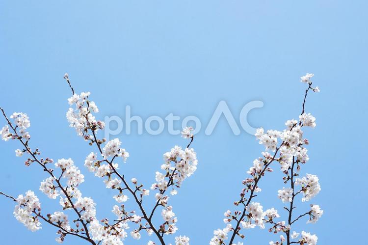 桜　枝　青空　 桜,さくら,花の写真素材
