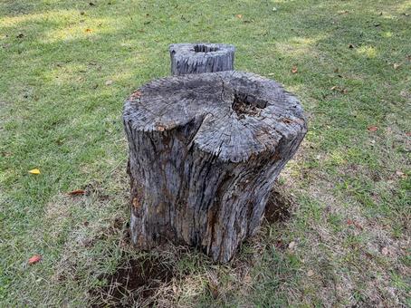 切り株 切り株,木,植物の写真素材