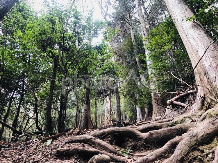 使いやすい森林素材 登山道,木漏れ日,登山の写真素材