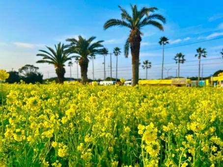 Photo, rape blossoms, rapeseed field, palm tree, 