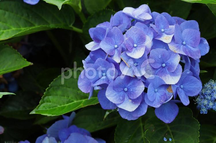 梅雨や紫陽花のイメージ あじさい,紫陽花,梅雨の写真素材