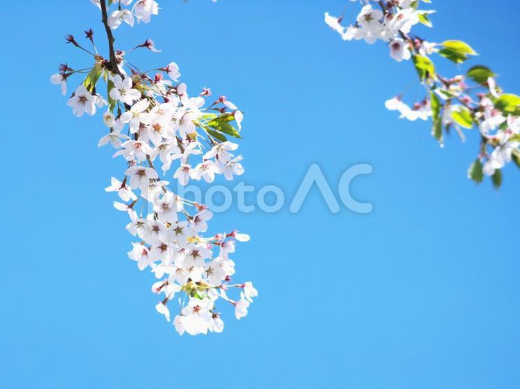 春爛漫と満開の桜 サクラ,咲く,花の写真素材