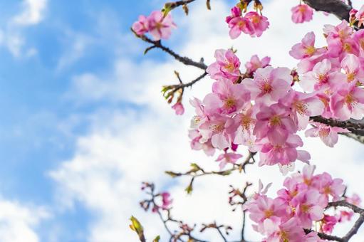 河津桜 河津桜の写真