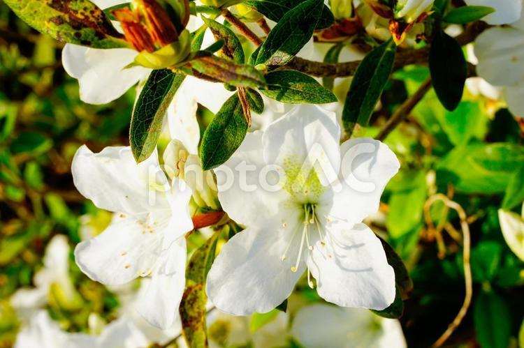 力強く咲く白いつつじの花 花,青空,植物の写真素材