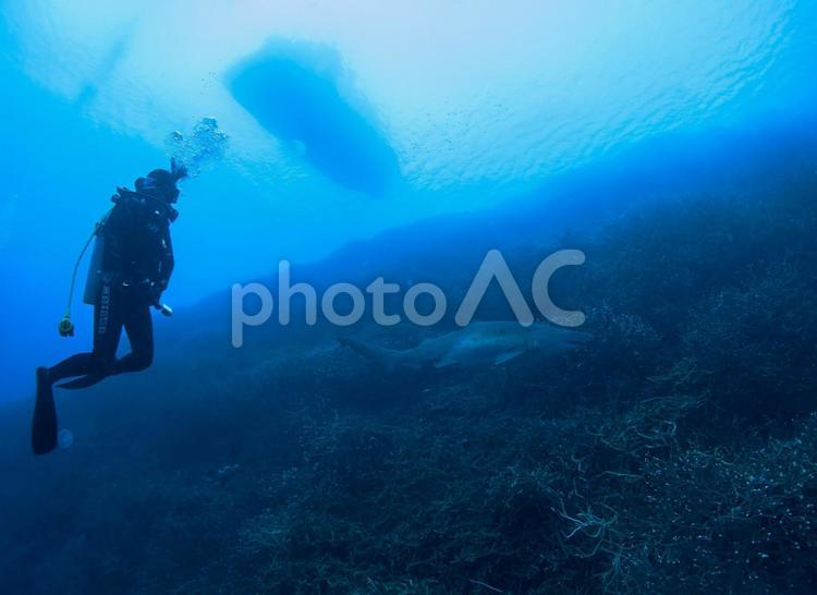 シロワニとダイバーと船 海,ダイビング,スクーバの写真素材