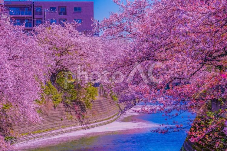 大岡川プロムナードの桜 桜,川,満開の写真素材