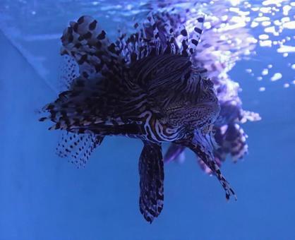 高級魚 高級魚の写真