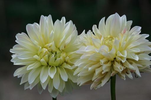 Photo, dahlia, flower, asteraceae plant, 