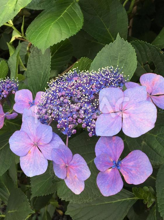紫陽花　ピンク 紫陽花,6月,梅雨の写真素材