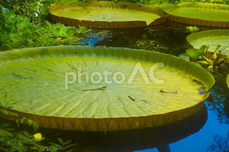 オオオニバスと浮き草 オオオニバス,大鬼蓮,ボタンウキクサの写真素材