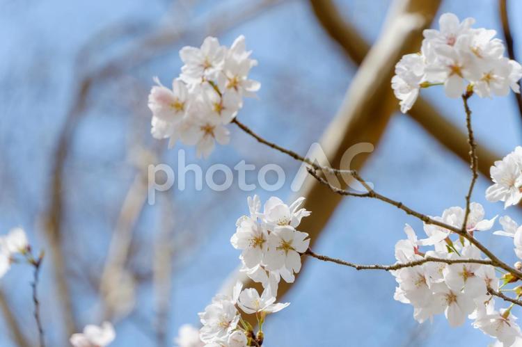 青空に映える満開の桜 桜,ソメイヨシノ,春の写真素材
