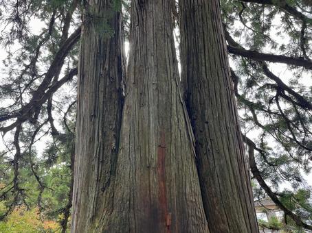 三本杉 三本杉の写真