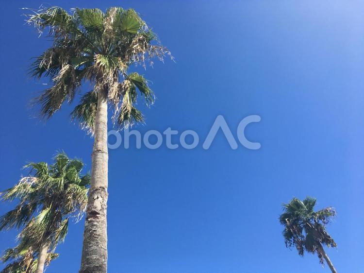 夏の空とヤシの木 空,ヤシの木,夏の写真素材