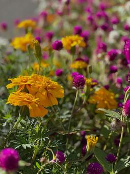 マリーゴールド マリーゴールドの写真