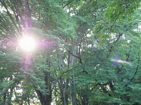 公園の緑 公園の緑の写真