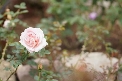 ピンクのバラの写真