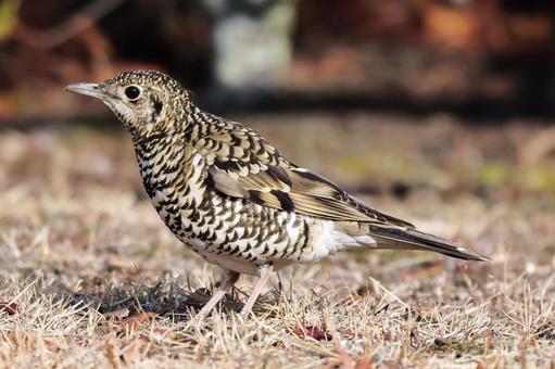 トラツグミ トラツグミ,虎鶫,トラ柄の写真素材