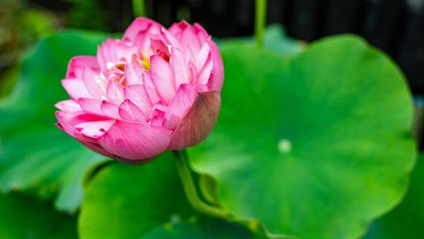 蓮の花 蓮の花 蓮,蓮の花,ハスの写真素材