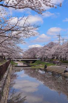桜 桜の写真