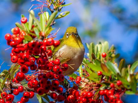 ピラカンサとメジロの写真