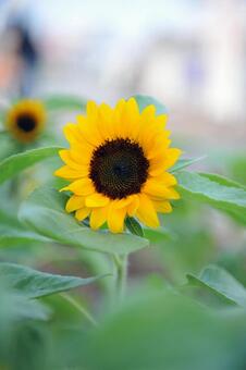 かわいいひまわりの花 かわいいひまわりの花,植物,ひまわりの写真素材
