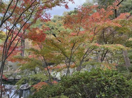 初紅葉 西の丸庭園,紅葉渓庭園,初紅葉の写真素材