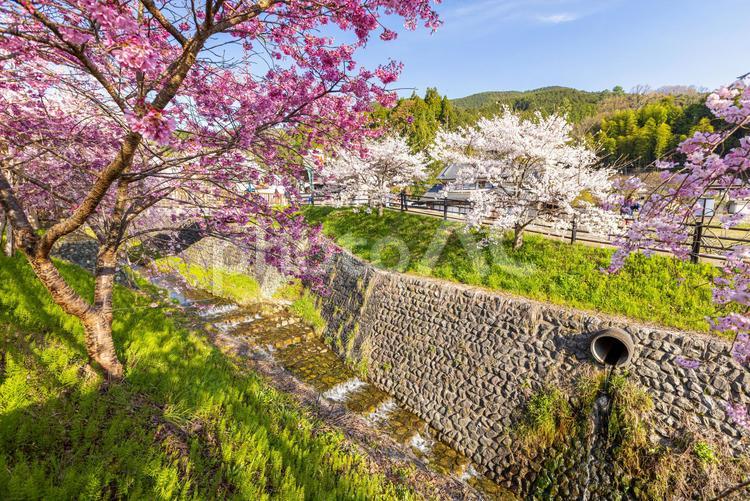 奈良県宇陀市　満開の桜風景 ソメイヨシノ,桜,サクラの写真素材