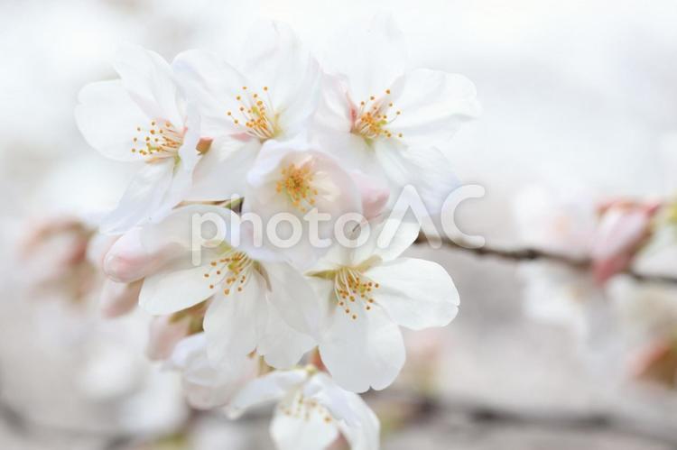 さくら　桜 桜,さくら,サクラの写真素材