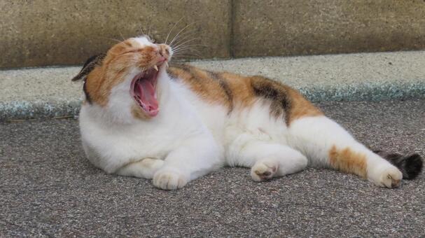 お昼寝の態勢に入ったもふもふな三毛猫 三毛猫,猫,あくびの写真素材