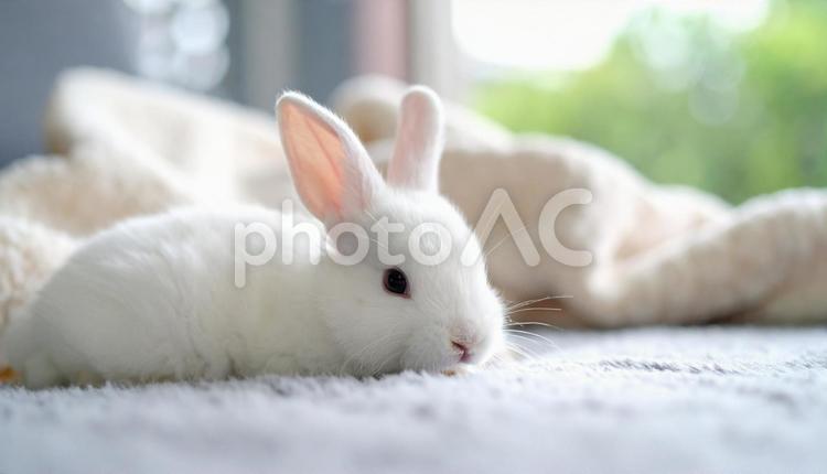 子ウサギ白A うさぎ,こども,かわいいの写真素材