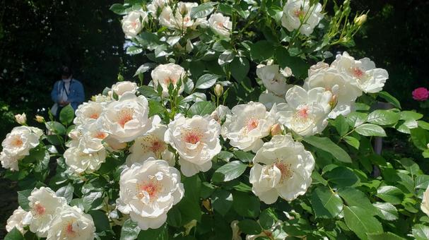 かわいい白薔薇 かわいい白薔薇の写真