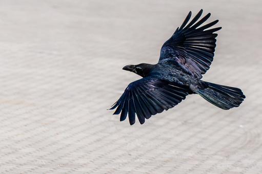 Photo, crow, dark, black bird, 