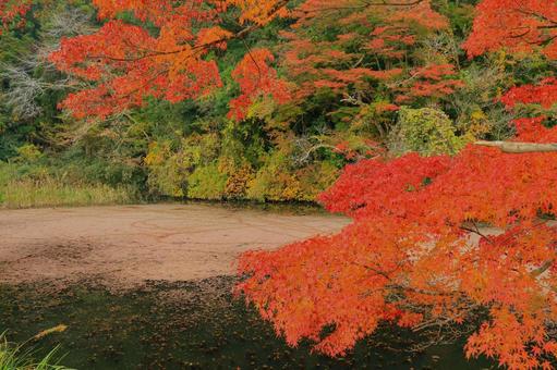 養老渓谷 小湊鐵道,養老渓谷,紅葉の写真素材