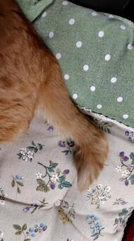 茶トラのかぎしっぽ 猫,茶トラ,catの写真素材